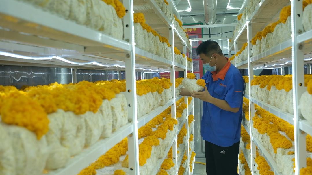 ɽ�|���f�����S�𡱮a(ch��n)�I(y��)����ġ������������Ƽ���(w��n)�a(ch��n)��